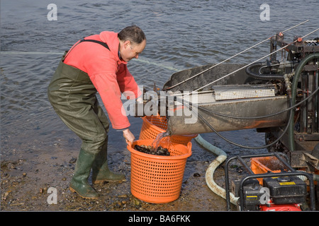 La classificazione delle cozze in porto Blakeney Norfolk Foto Stock