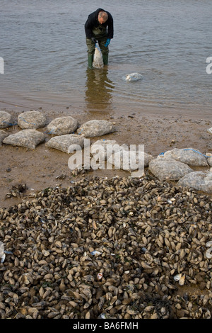 La classificazione delle cozze in porto Blakeney Norfolk Foto Stock