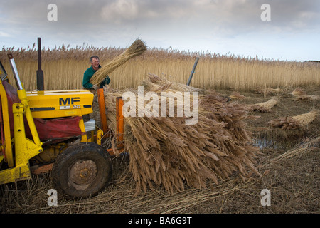 Il taglio di canne per lattoneria sulle paludi Cley North Norfolk a metà inverno Foto Stock