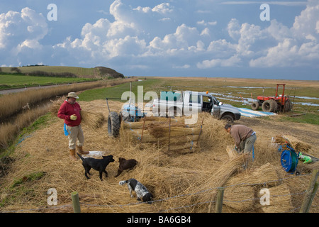 Il taglio di canne per lattoneria sulle paludi Cley North Norfolk a metà inverno Foto Stock