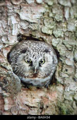 Civetta capogrosso (Aegolinus funereus) guardando fuori dalla sua cavità di nesting Foto Stock