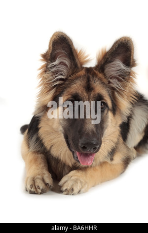 Pastore tedesco simpatico cane alsaziano che stabilisce guardando dritto con soffici orecchie drizzare e la lingua di fuori, sfondo bianco Foto Stock