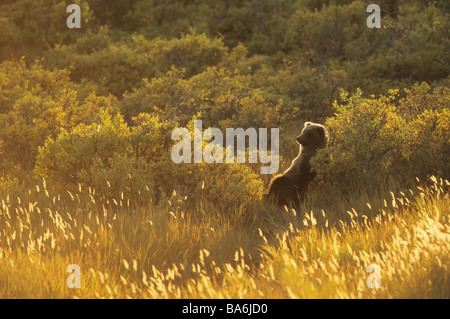 Giovani orso grizzly / Ursus arctos horribilis Foto Stock