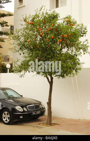 Arancio. A Tunisi. L'Africa. Foto Stock