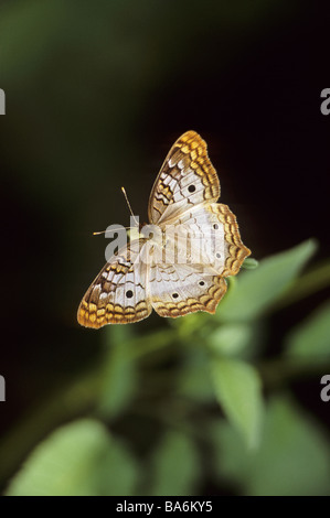 White farfalla pavone / Anartia jatrophae Foto Stock
