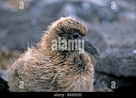 Sventolato Albatross - seduta / Diomedea irrorata Foto Stock