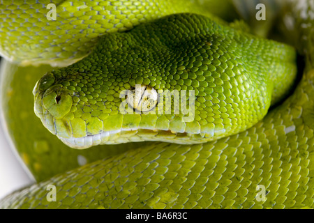 Green Tree python Morelia viridis 5 anni davanti a uno sfondo bianco Foto Stock