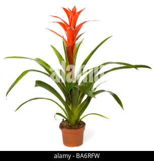 Bromeliad pianta in vaso di fiori isolati su sfondo bianco due scatti immagine di cucitura Foto Stock