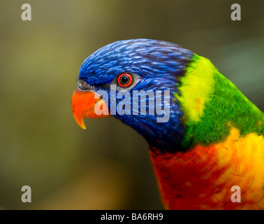 Rainbow Lorikeet (Trichoglossus haematodus) Parrot Foto Stock