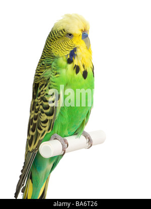 Budgerigar Melopsittacus undulatus davanti a uno sfondo bianco Foto Stock