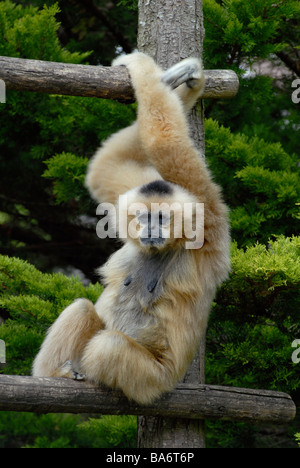 Gibbone presso La Fleche zoo Sarthe Francia Foto Stock