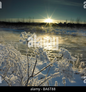 Coperta di neve angelica boccole, Ellidaar river, Reykjavik Islanda Foto Stock