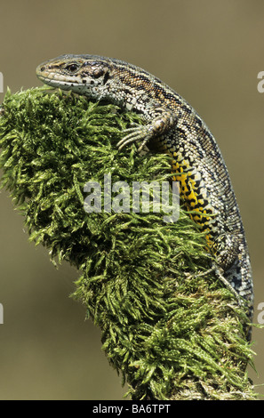Lizard vivace (Lacerta vivipara). Maschio su un diario Foto Stock
