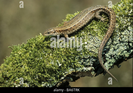 Lizard vivace (Lacerta vivipara). Maschio su un diario Foto Stock