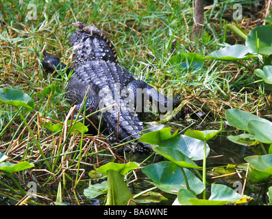 Il coccodrillo americano con un giovane bambino sulla testa in Florida Everglades Foto Stock