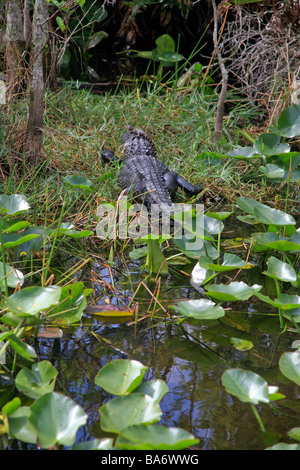 Il coccodrillo americano con un giovane bambino sulla testa in Florida Everglades Foto Stock