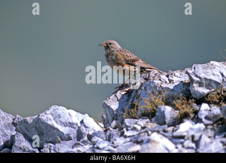 Sordone / Prunella collaris Foto Stock