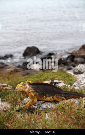 Land Iguana, Conolophus subcristatus, seduto sulla roccia a sud Plaza isolotto, Isole Galapagos, Ecuador nel mese di settembre Foto Stock