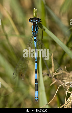 Maschio Damselfly meridionale Coenagrion mercuriale Foto Stock