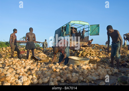 Lavoratori il caricamento di noci di cocco su un carrello dopo la shell è stata rimossa Pangani Tanzania Foto Stock