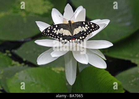 Butterfly limone-incastro a coda di rondine Papilio demoleus malayanus acqua-fiore pianta fiorisce da sopra gli animali insetti Schuppenflügler Foto Stock