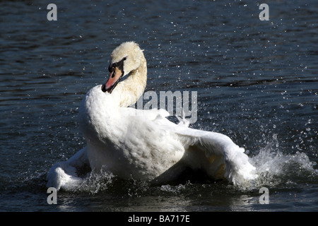 Cigno Cygnus olor gli schizzi e le zone di balneazione in acqua Foto Stock