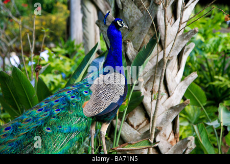 Pavone uccelli gallinacei Foto Stock