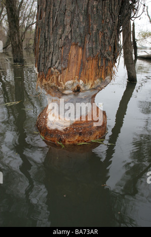 Willow Tree masticato su da beaver Foto Stock