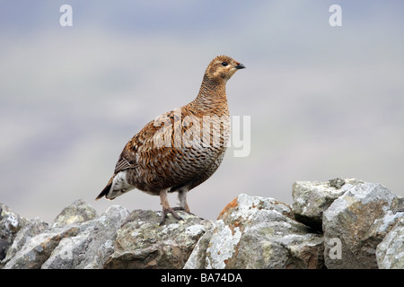 Femmina di gallo forcello Tetrao tetrix appollaiato sulla Pietra a Secco Teesdale Parete della Contea di Durham Foto Stock