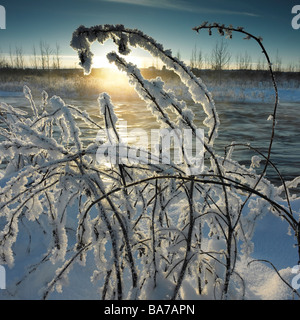 Coperta di neve angelica boccole, Ellidaar river, Reykjavik Islanda Foto Stock