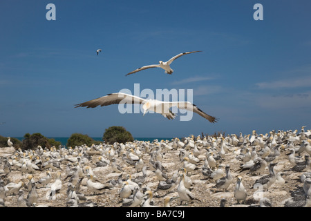 Australasion Gannett Sula serrator Cape rapitori Isola del nord della Nuova Zelanda Foto Stock