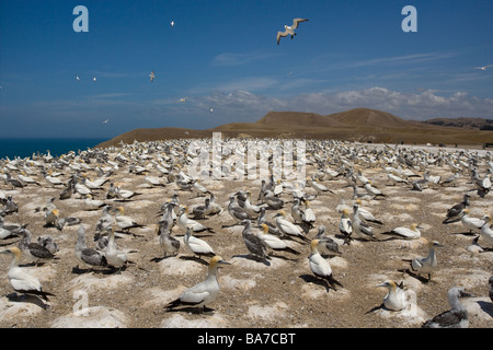 Australasion Gannett Sula serrator Cape rapitori Isola del nord della Nuova Zelanda Foto Stock