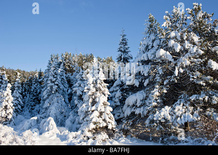 Coperta di neve alberi e moss Heidmork in Islanda Foto Stock