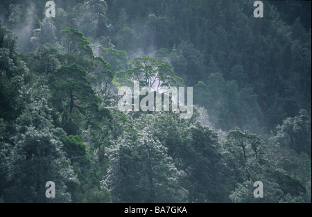 Raffreddare la foresta pluviale temperata lungo il fiume Gordon, Gordon Franklin Wild Rivers National Park, la Tasmania, Australia Foto Stock