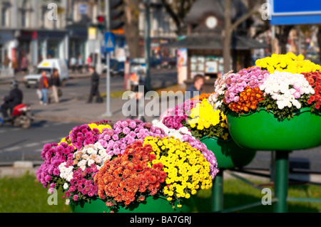 Disposizione del fiore su strada nel centro storico di Lvov-City (Ucraina). La gente volti e scene di strada è irriconoscibile. Foto Stock