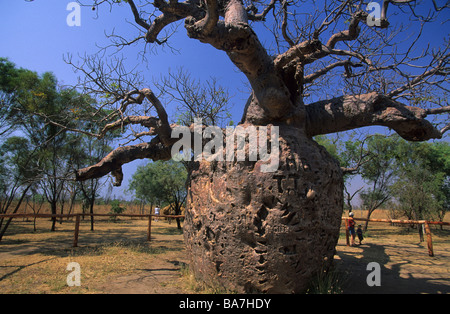 La prigione boab albero vicino a Derby, Australia occidentale, Australia Foto Stock