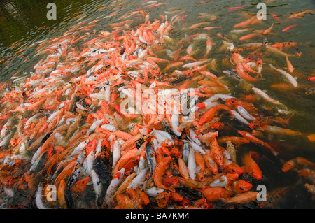 Grande Raduno della carpa in piscina in giardini cinesi Foto Stock