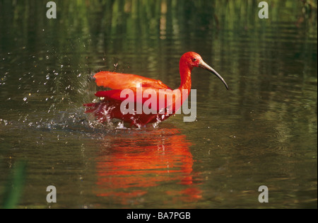 Scarlet Ibis - bagno / Eudocimus ruber Foto Stock