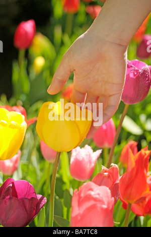 Toccare i tulipani Foto Stock