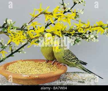 Due pappagalli verdi al recipiente di alimentazione Foto Stock