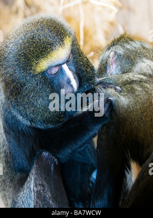 Il gufo di fronte scimmia o Hamlyn's (Guenon Cercopithecus hamlyni) toelettatura Foto Stock