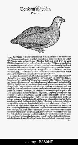 Zoologia / Animali, libri di testo, 'Historia animalium', di Conrad Gessner, Zurigo, Svizzera, 1551 - 1558, perdix perdix, legno tagliato, Foto Stock