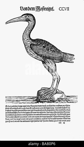 Zoologia / animali, libri di testo, "Historia animalium', da Conrad Gessner, Zurigo, Svizzera, 1551 - 1558, airone rosso (Ardea), xilografia, Foto Stock