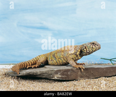 Nord Africana di Spinosa-tailed Lizard / Uromastyx acanthinura Foto Stock