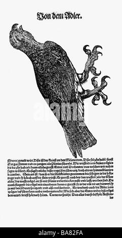 Zoologia / Animali, libri di testo, 'Historia animalium', di Conrad Gessner, Zurigo, Svizzera, 1551 - 1558, aquila (Aquila), legno tagliato, Foto Stock