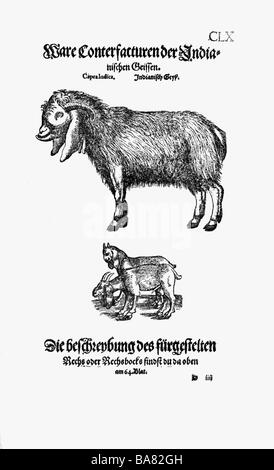 Zoologia / Animali, libri di testo, 'Historia animalium', di Conrad Gessner, Zurigo, Svizzera, 1551 - 1558, capre, legno, Foto Stock