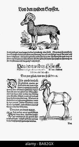 Zoologia / animali, libri di testo, "Historia animalium', da Conrad Gessner, Zurigo, Svizzera, 1551 - 1558, pecore (Ovis), xilografia, Foto Stock