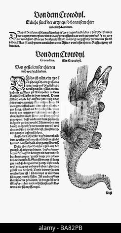 Zoologia / Animali, libri di testo, 'Historia animalium', di Conrad Gessner, Zurigo, Svizzera, 1551 - 1558, coccodrillo (Crocodilia), legno tagliato, Foto Stock