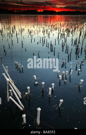 Il ghiaccio in acciaio e frosty canne sul lago Vansjø in Østfold, Norvegia. Vansjø è una parte dell'acqua sistema chiamato Morsavassdraget. Foto Stock