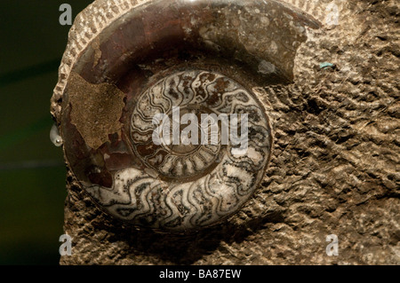 Presentano fossili fossili e il Museo dei Minerali Bathurst del Nuovo Galles del Sud Australia Foto Stock